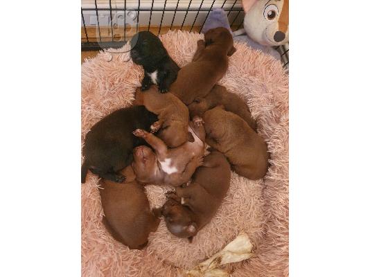 PoulaTo: Κουτάβια Patterdale